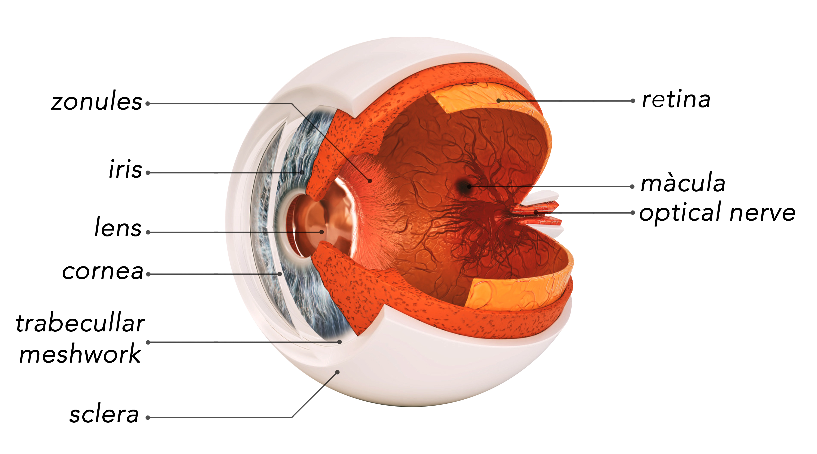 Easy eye anatomy | TACIR Ophthalmological Clinic